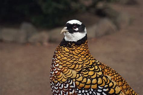 Golden Pheasant Bird ️| Price, Monthly Cost, Care Tips