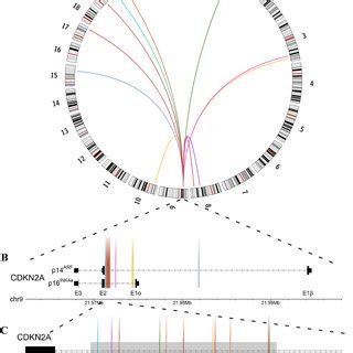 Of Translocation Breakpoints In Cdkn A Identified In Mpnst Tumors And