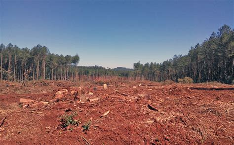 La Forestal Arauco El Monocultivo De Rboles Y El Pueblo Mbya Guaran