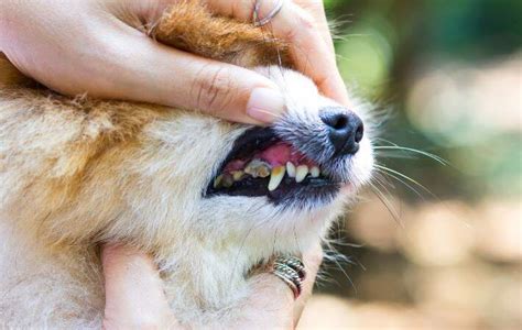 Periodontal Disease In Dogs A Simplified Guide Nylabone