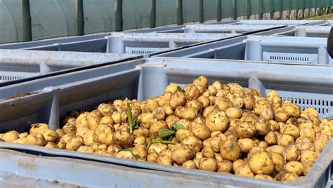 La Bonnotte La Pomme De Terre Star De LÎle De Noirmoutier Ici