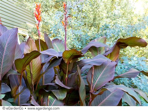 Canna Lily Bulbs Dark Red/Purple Musifolia Large tropical | Etsy