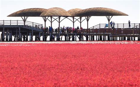 Melihat Keindahan Pantai Merah Di Tiongkok