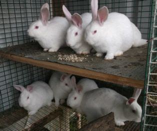 Info About Raising Meat Rabbits From A Farm In Oregon Meat Rabbits