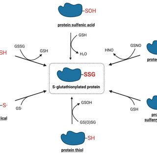 Catalytic Mechanisms Of Deglutathionylation By Glutaredoxin A In The