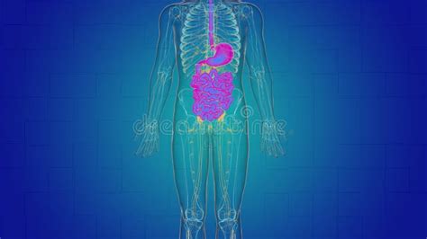 Human Stomach Anatomy For Medical Concept 3d Rendering Stock