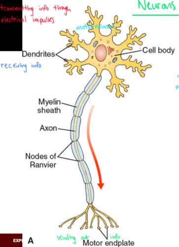 Ch 6 Nervous System Flashcards Quizlet