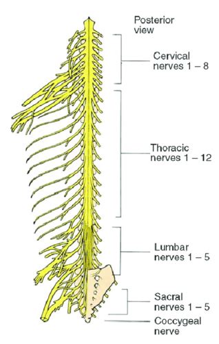 Peripheral Nervous System Flashcards Quizlet