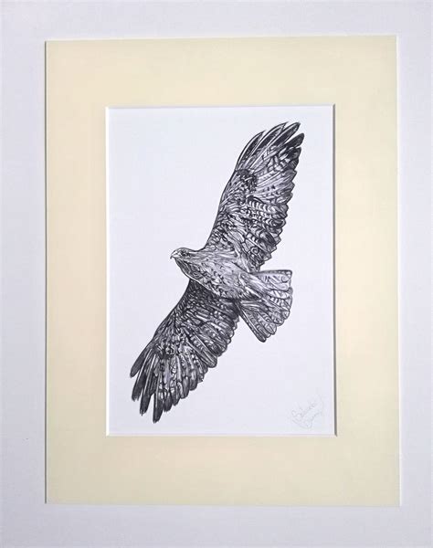 Buzzard Drawing at PaintingValley.com | Explore collection of Buzzard Drawing