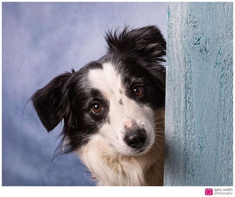 Studio Dog Portraits Gary Walsh Photography