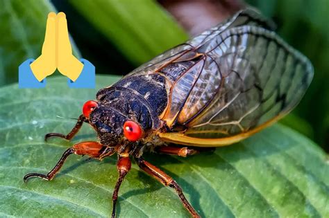 A Rare Cicada Apocalypse Is Coming Heres What It Means For Nj