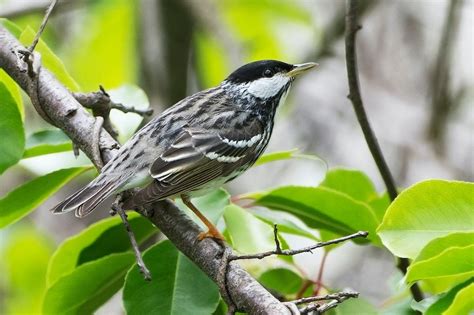 11 Fascinating Warbler Bird Facts You Should Know Birds And Blooms