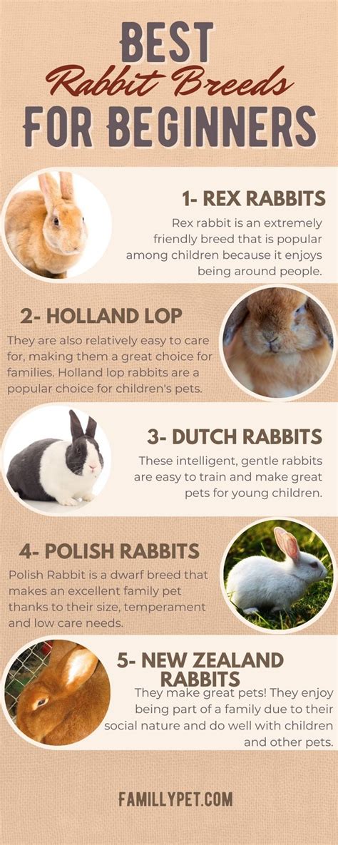 Get To Know The Best And Beginner Friendly Rabbit Breeds Rabbitbreeds