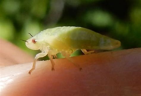 Philaenus Spumarius Nymph Bugguide Net