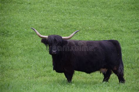 Black Highland Cattle Was Seen Grazing in a Field Covered with Green Grass Stock Photo - Image ...