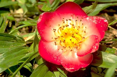 MBG: Madagascar Biodiversity and Conservation - Tree flower