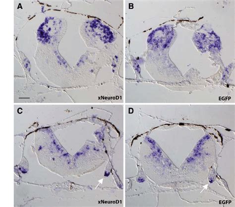 In Situ Hybridisation Analysis Of Xneurod And Egfp Expression In