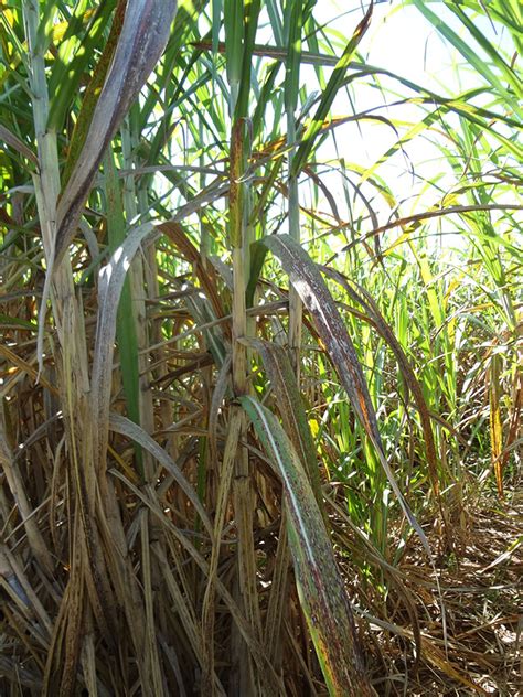 O Maior Produtor Mundial De Cana De A Ucar Nordeste Rural