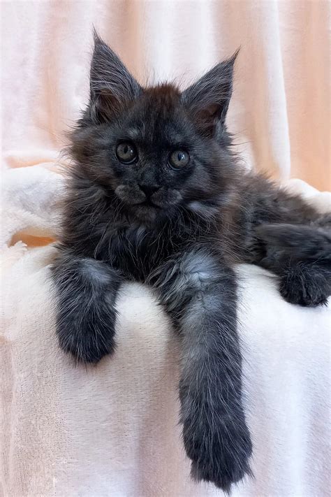 Maine Coon Kittens For Sale Stanislava Maine Coon Kitten Purebred Kitties