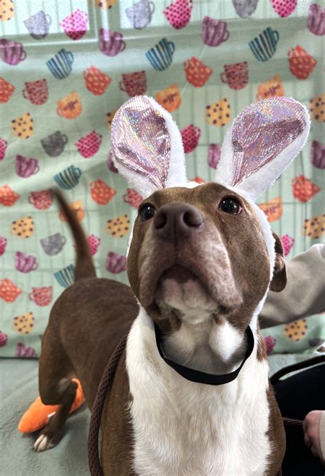 macon county animal shelter 9