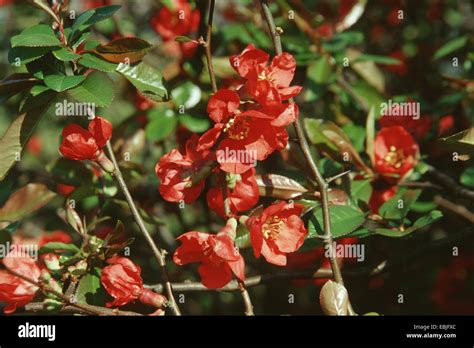 Japanese Quince Chaenomeles Japonica Choenomeles Japonica Blooming