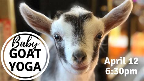 Baby Goat Yoga – Unity of Roanoke Valley