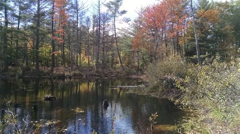 Pudding Pond Shannon Hollinger