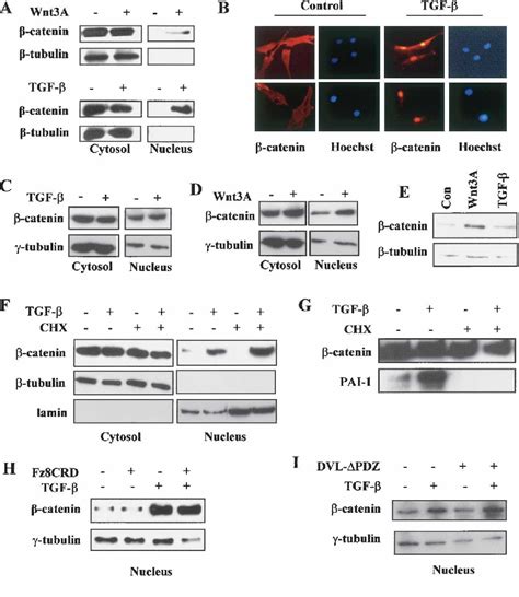 Figure From Smad Dependent Nuclear Translocation Of Beta Catenin Is