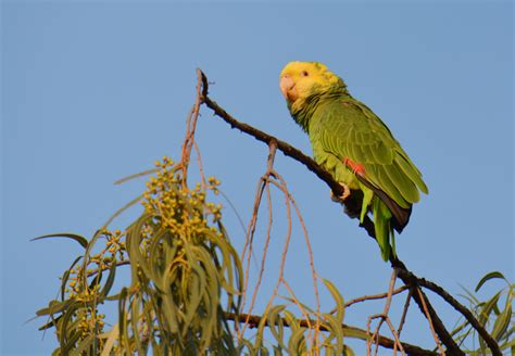 Datos Curiosos Sobre El Loro De Mejillas Amarillas Infografía Aves