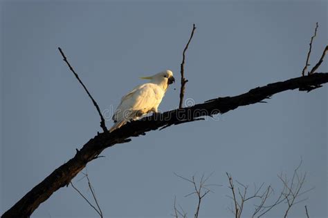 Sulphur Crested Cockatoo Cacatua Galerita Perching On The Branch Of A