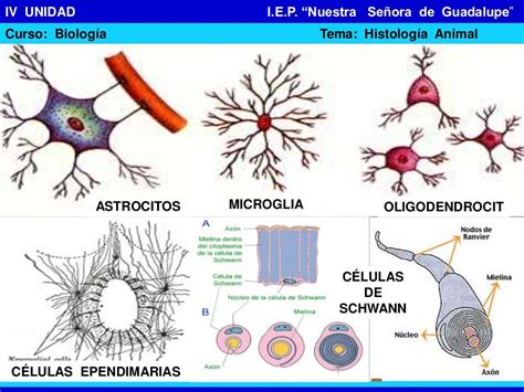 Tejido Nervioso Estructura