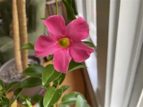 Your Best Dipladenia Plant Care Guide