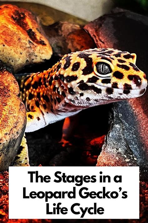 The Stages In A Leopard Geckos Life Cycle Leopard Gecko Life Expectancy Leopard Gecko Facts