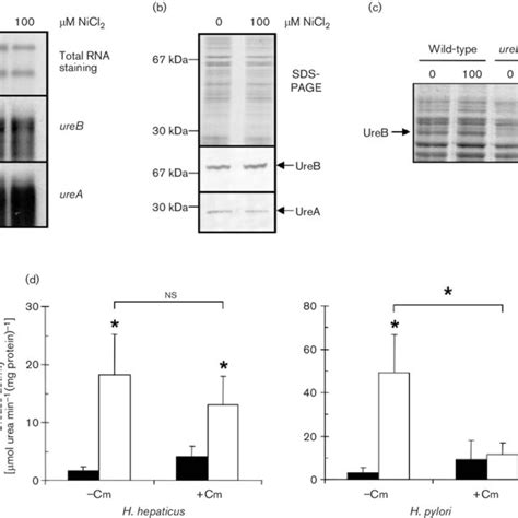 Nickel Responsive Induction Of Urease Activity In H Hepaticus Is