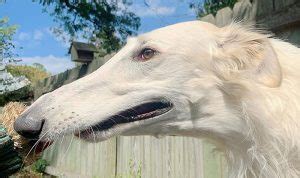 Long Nose Dog> 15 Breeds [Plus NEW Record Holder] PICS