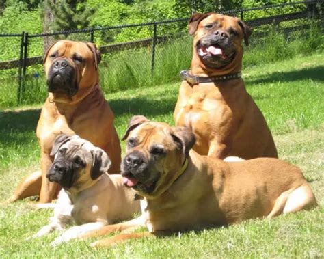 Pitbull Mastiff Mix - 15 Important Facts About These Gentle Giant Dog