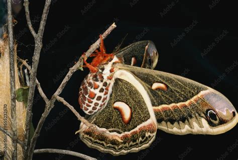 A female Cecropia moth (Hyalophora cecropia) has just emerged from its ...