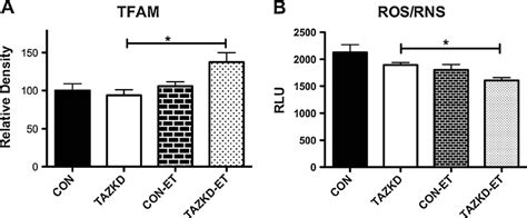 Mitochondrial Content And Rosrns Generation In Skeletal Muscle A