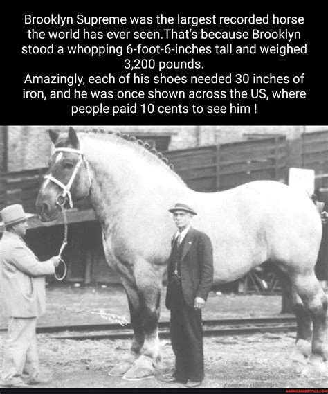 Brooklyn Supreme was the largest recorded horse the world has ever seen ...