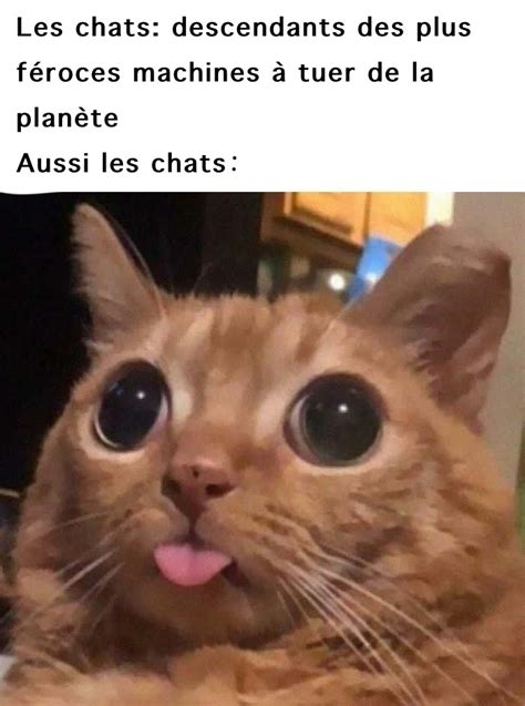 Les meilleurs mèmes Chat Memedroid