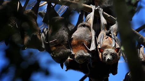 Queensland Government Issues Second Permit To Allow Dispersal Of Flying Fox Colonies The