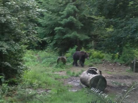 Carpathian Wildlife Tour 4 days | Natureguide.ro