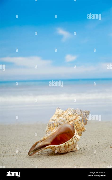 Conch Shell On Beach Stock Photo Alamy