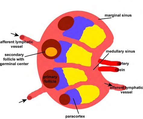 Secondary Follicle Lymph Node