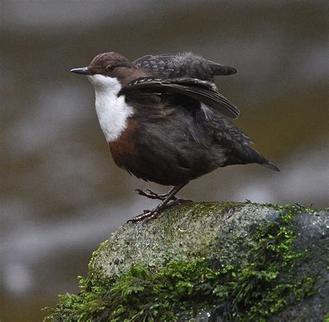 Alan James Photography Dipper Takes A Break