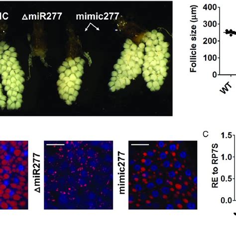 Mimic MiR 277 Injection Rescues The MiR 277 Depletion Phenotype A