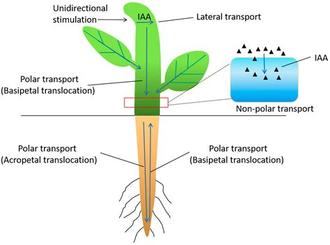 Advances In The Biological Functions Of Auxin Transporters In Rice