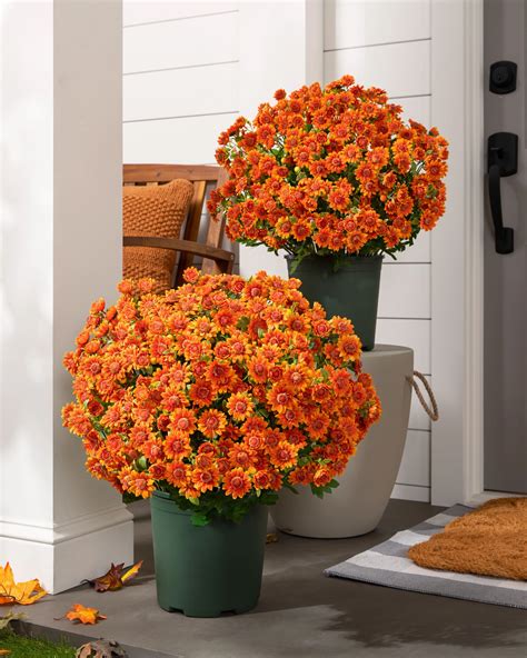 Outdoor Sunset Mums Artificial Fall Foliage Balsam Hill Fall Pots