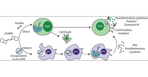 Microparticle Delivery Of A Sting Agonist Enables Indirect Activation