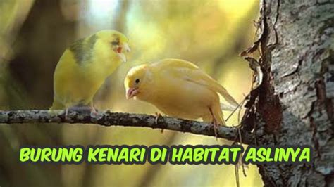 Habitat Asli Burung Kenari Ternyata Seperti Ini Gacor Di Alam Bebas